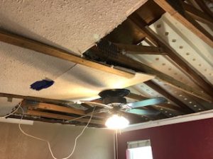 Raccoon ceiling damage