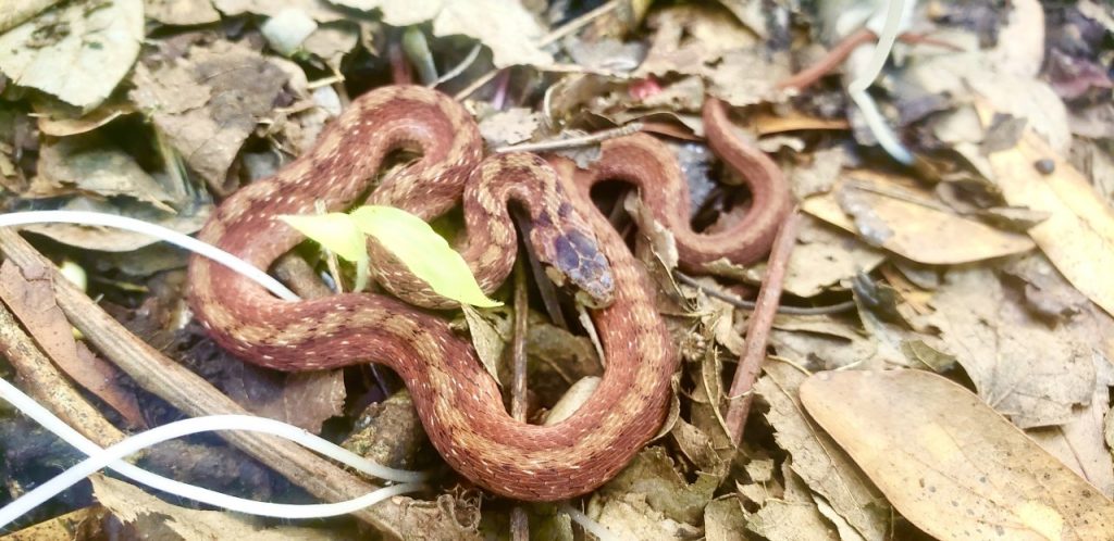 Snake coiled in fallen leaves