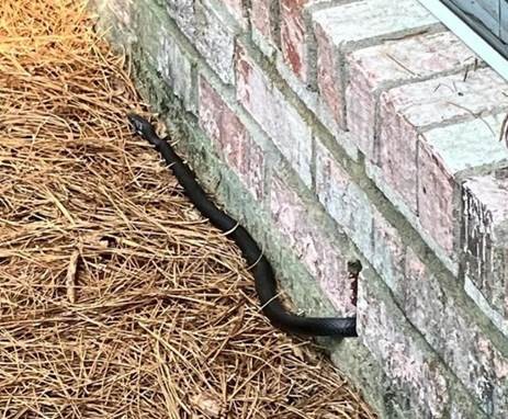 snake slithering between bricks