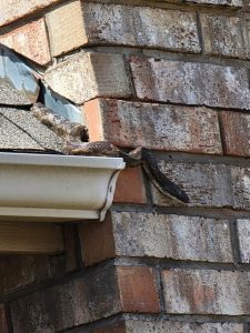Can Snakes Climb? Finding Snake Skins in Attic - Trutech Wildlife Service