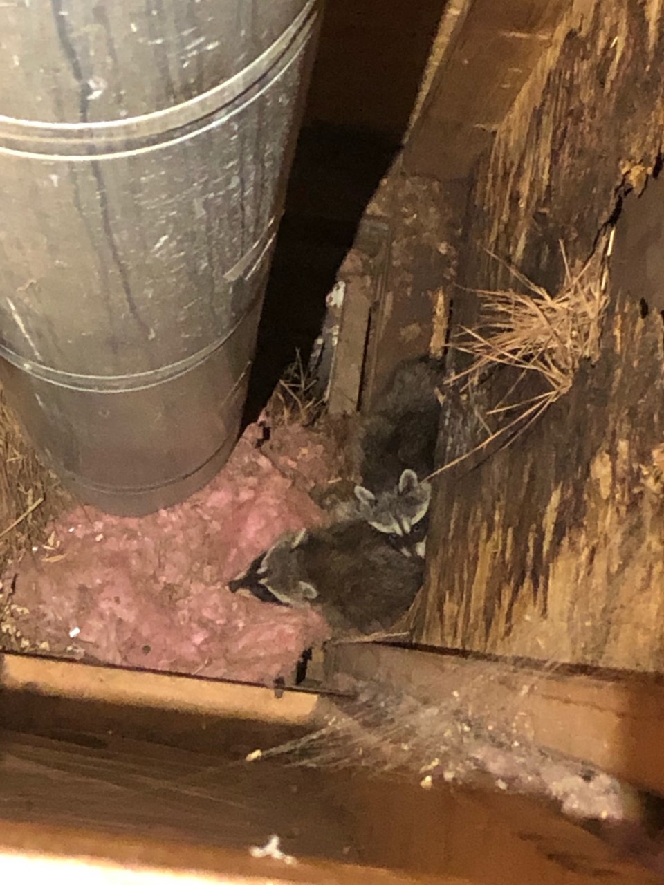 How do raccoons get into the attic? Trutech Wildlife Service