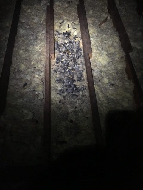 Unveiling the Damage Raccoons Cause to Homeowners - Trutech Wildlife