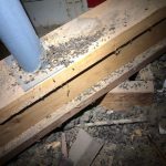 bat guano in lees summit, mo