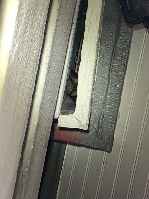 bats roosting inside wall