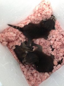 raccoon kits