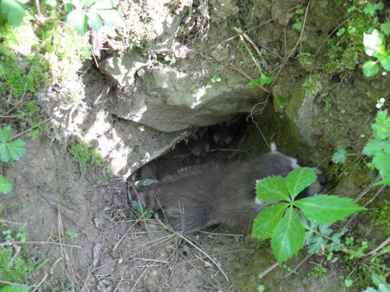 Where Do Raccoons Live? Trutech Wildlife Service Raccoons in the house