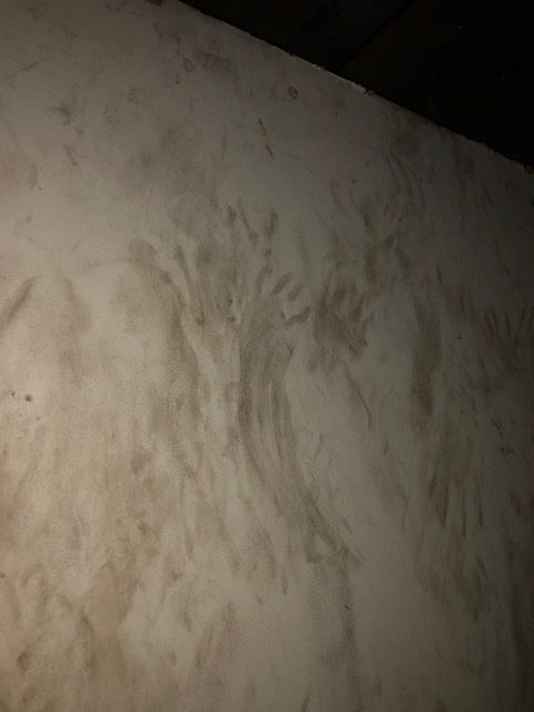 Raccoon tracks on a wall