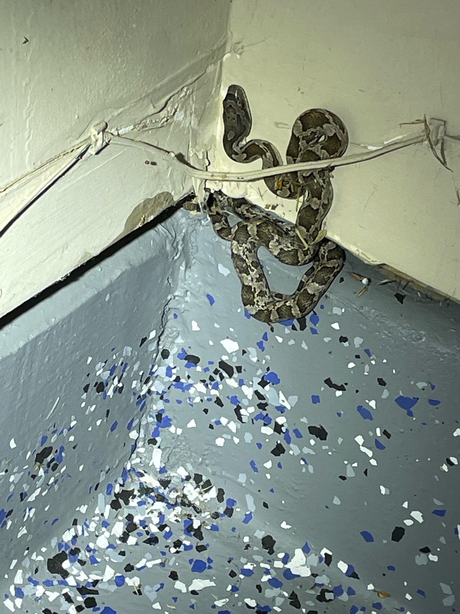 What Animal is in My Garage? Trutech Wildlife Service