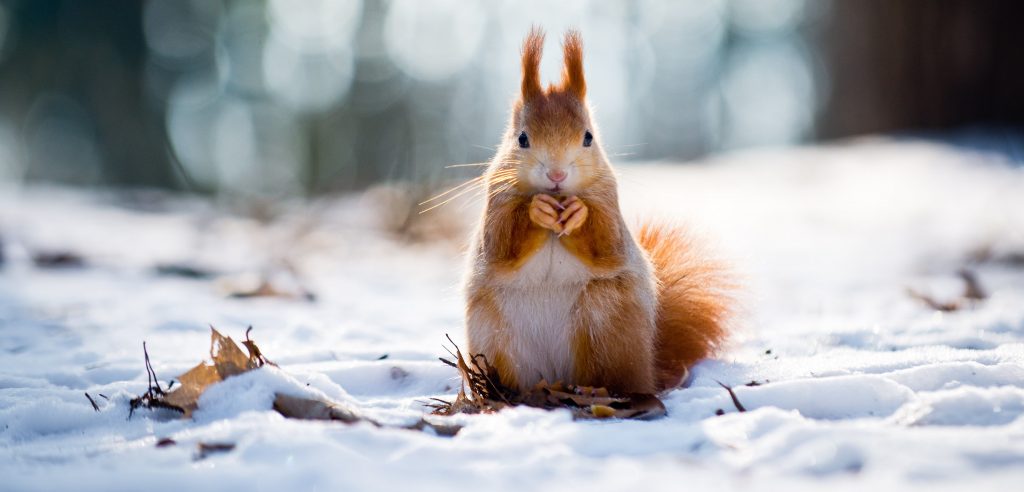 squirrel in winter