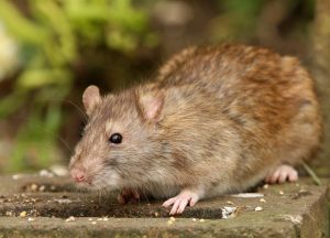 a brown rat crawls around the outside of a gutter