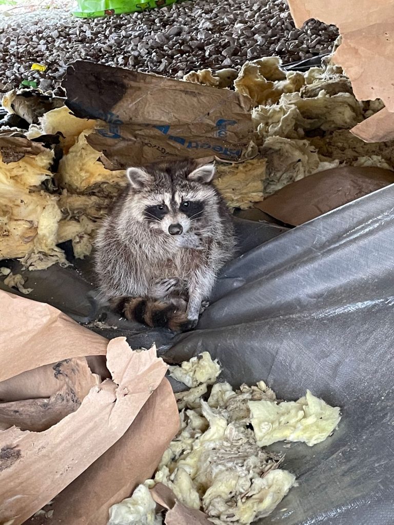 raccoon fallen from attic