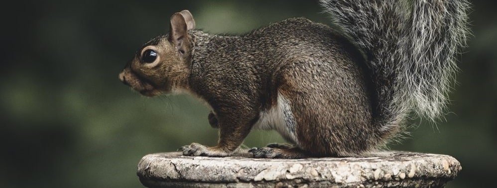 Squirrel in Attic in Richmond, VA - Trutech Wildlife Service