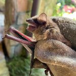 Bat Removal