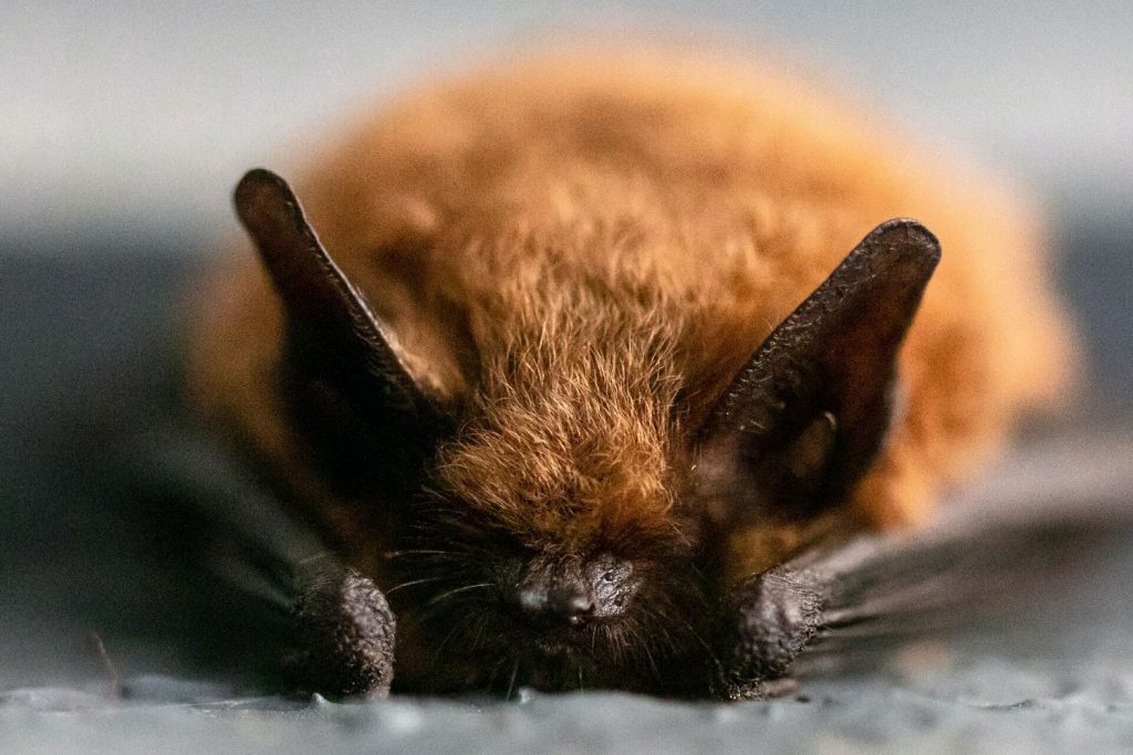 sleeping bat