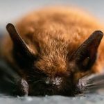 sleeping bat