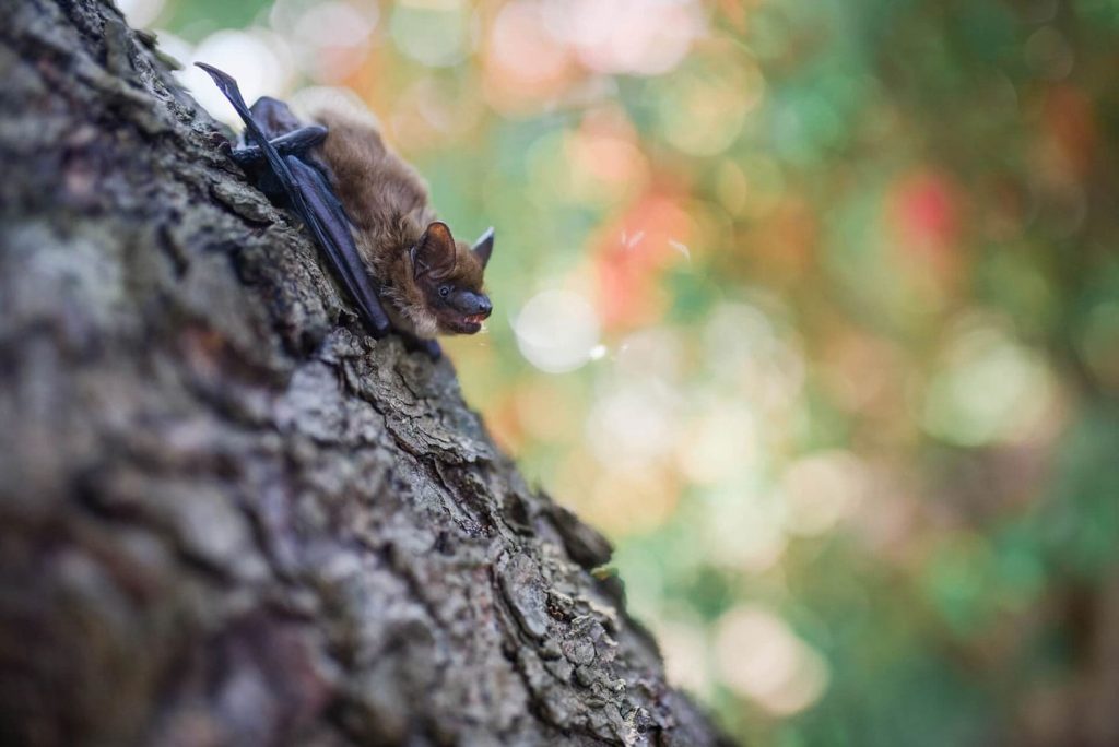 bat on a tree