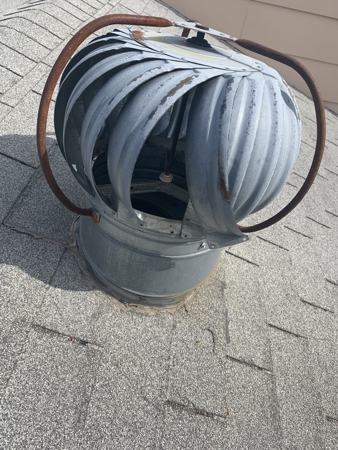 Raccoon Removal in Dallas, TX - Trutech Wildlife Service