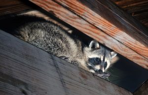 raccoon in attic