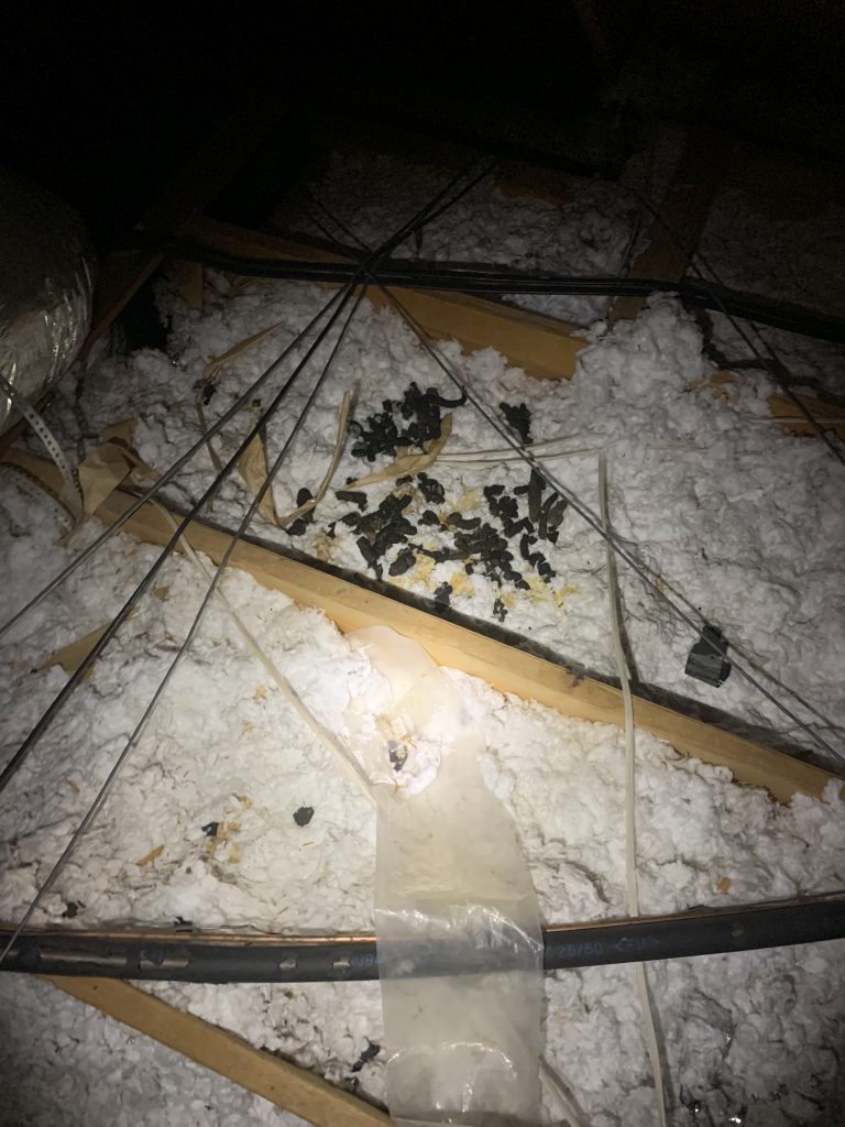 raccoon poop in attic