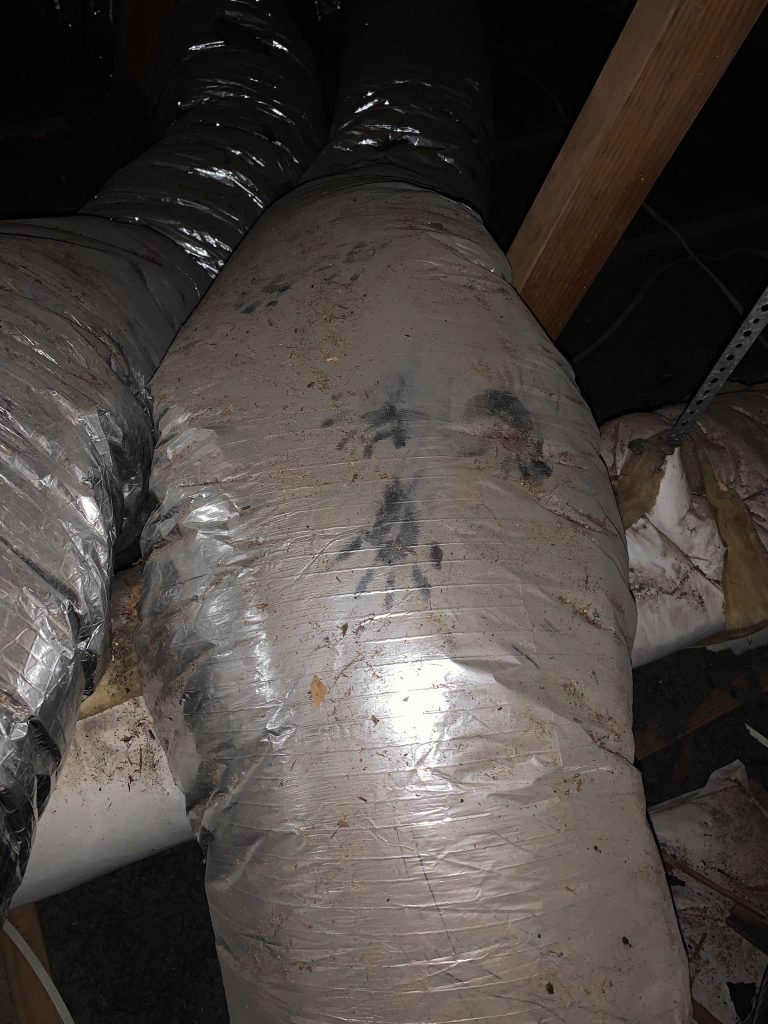raccoon prints on ducts