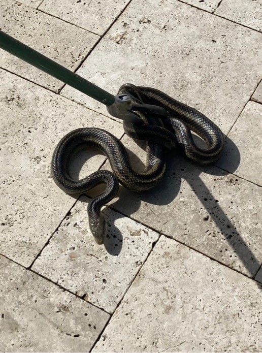 Charleston rat snake caught