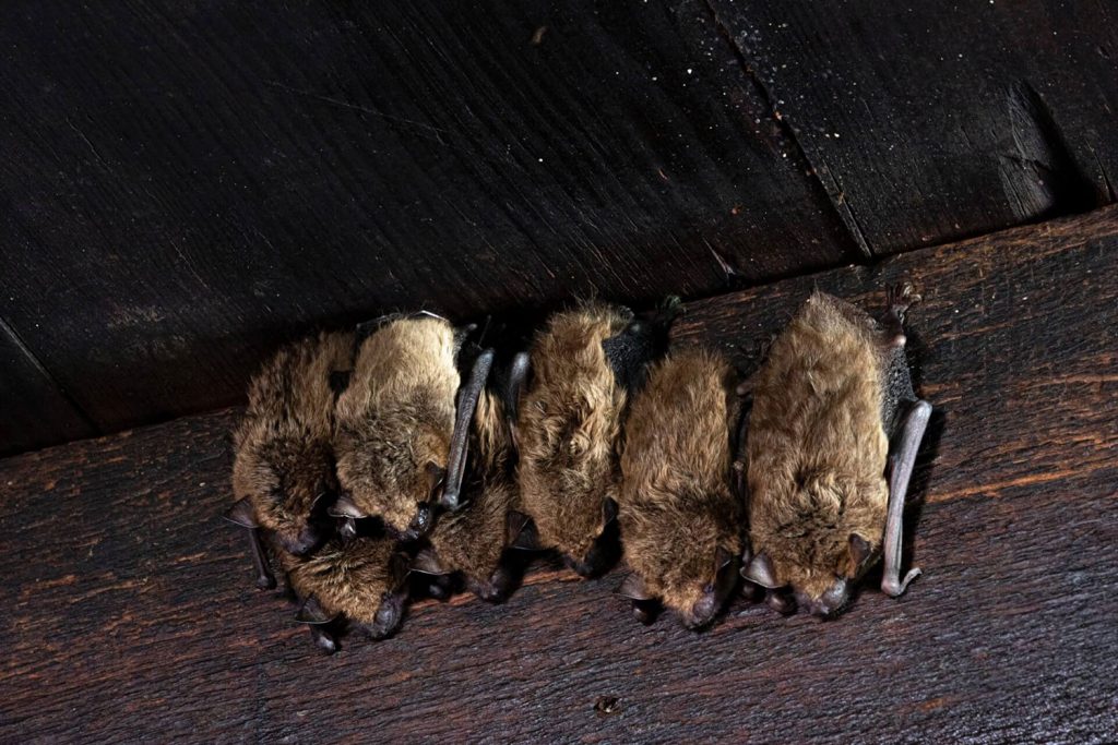 roosting bats