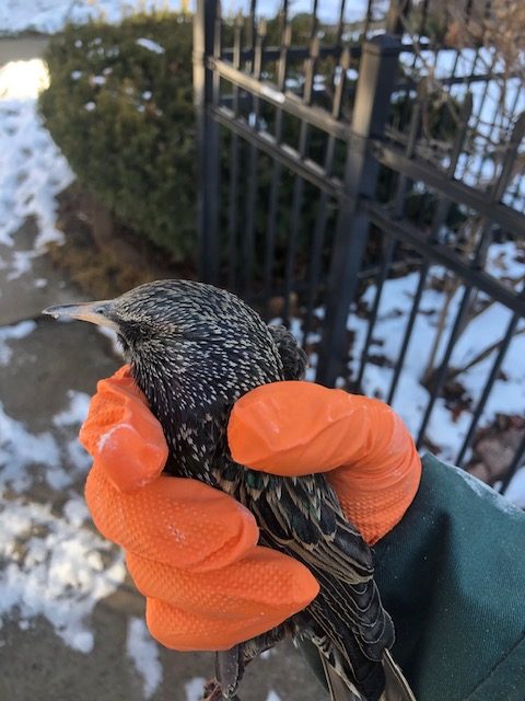 European Starling