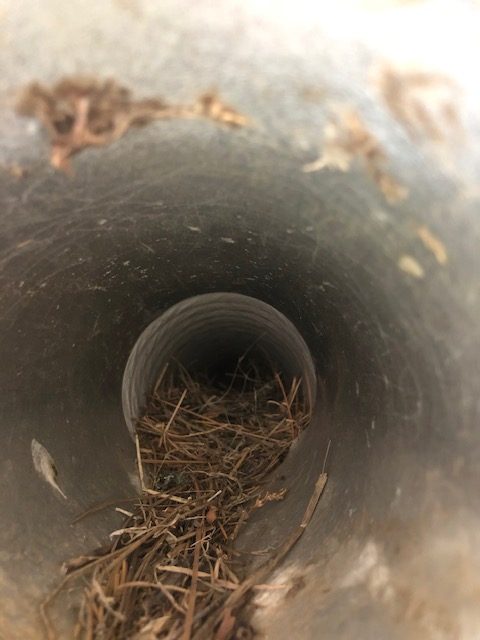 Bird Nest in dryer vent
