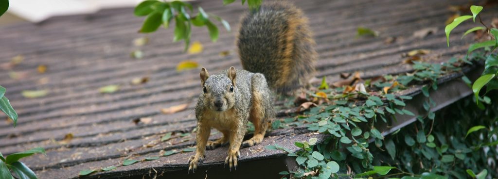 Squirrel on roof