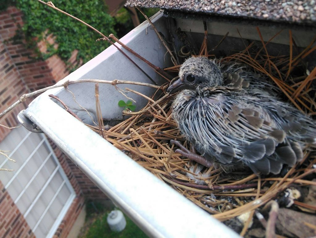 bird nest in gutter