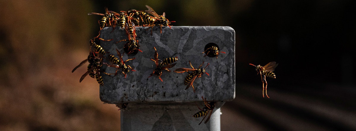 Wasps building a nest on a post