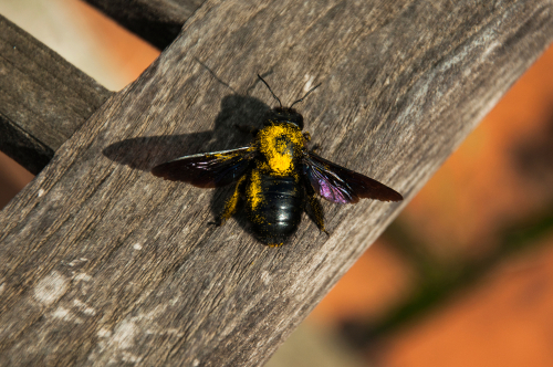 Carpenter Bee on Wooden Chair