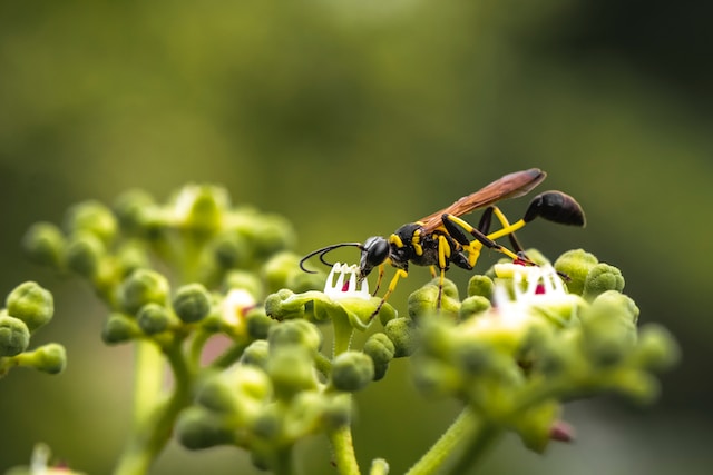 mud dauber wasps