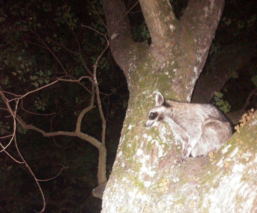 Can Raccoons Climb? Trutech Wildlife Service