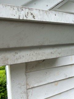 raccoons tracks on house signs of raccoon climbing