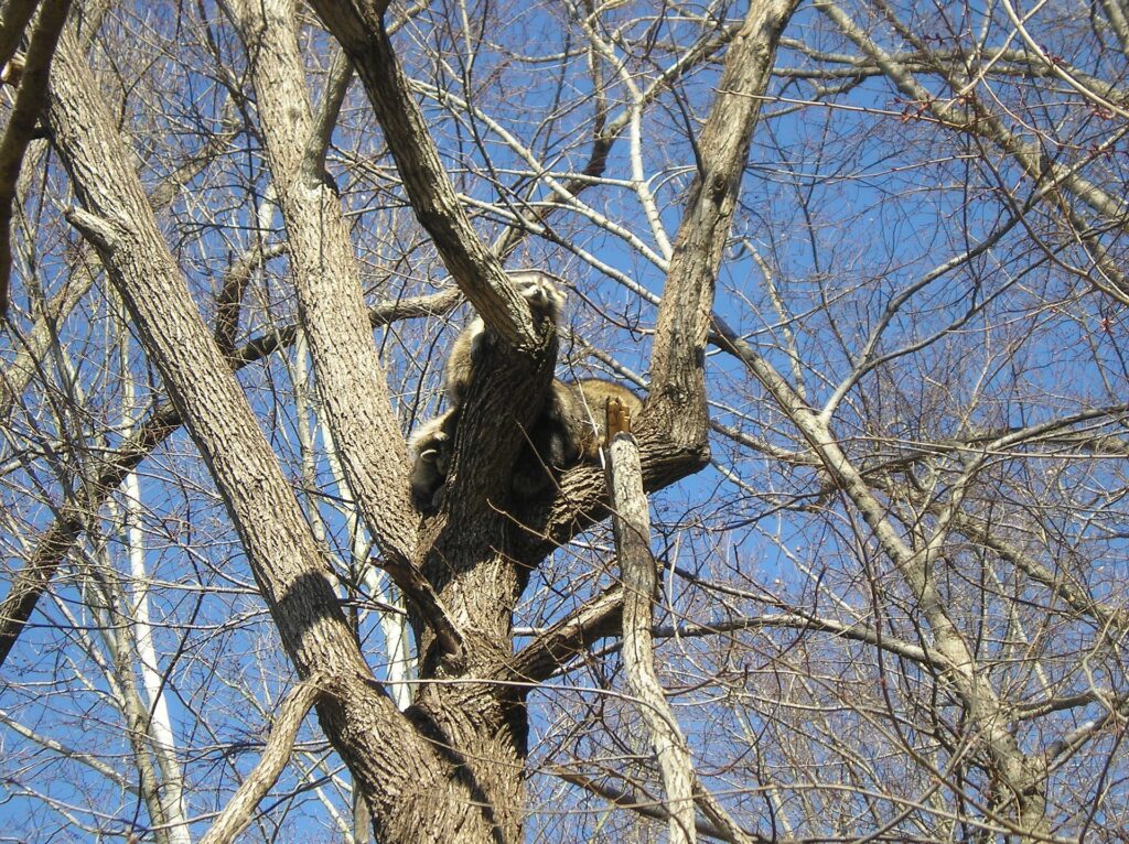raccoons in tree in indiana