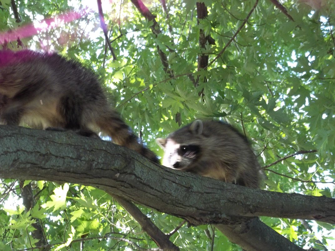 Can Raccoons Climb? Trutech Wildlife Service