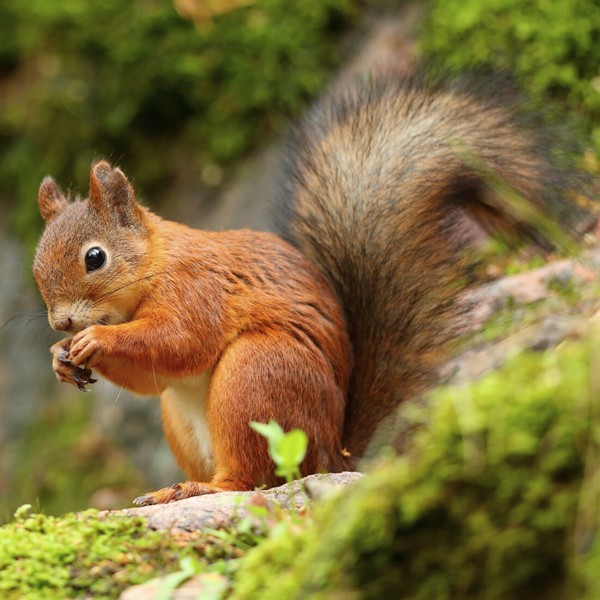 Red squirrel on tree