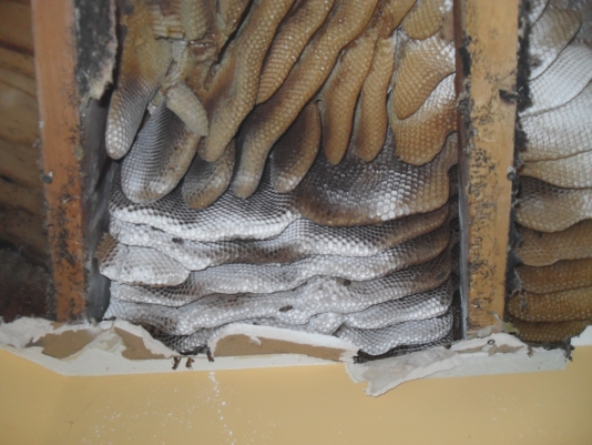 honey bee hive removal from walls