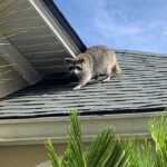 Raccoon on Roof Jacksonville Fl