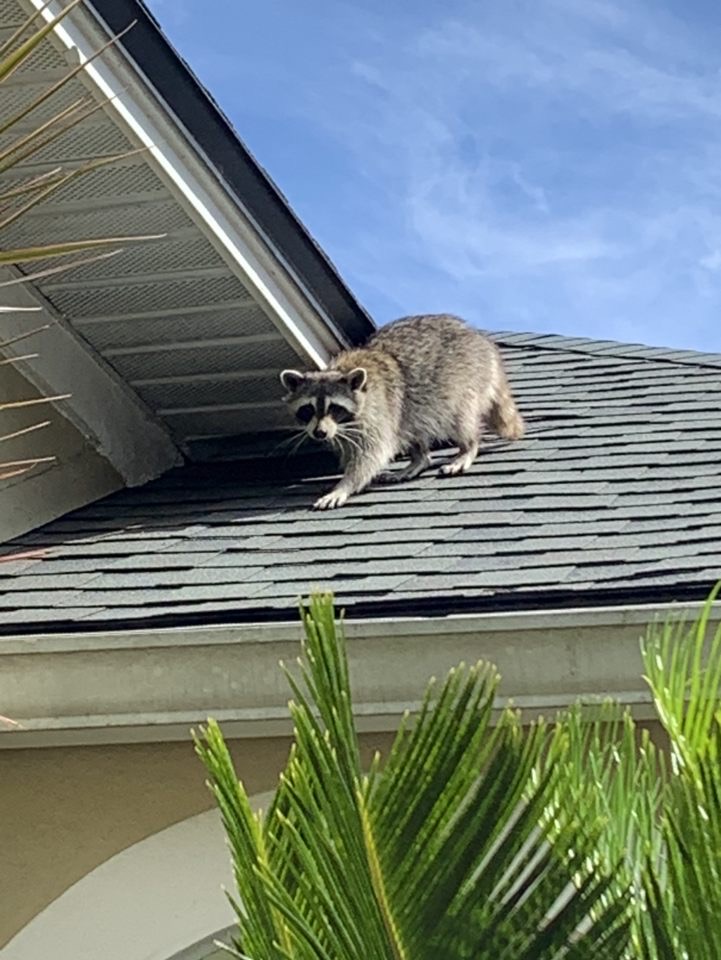 Raccoon on Roof Jacksonville Fl