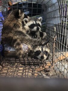 trapped raccoons