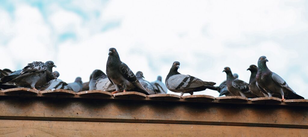 Birds on roof