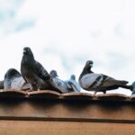 Birds on roof