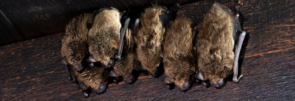 bat roosting on rafter in attic