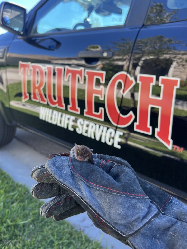 professional bat removal in tampa
