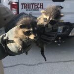 raccoon removal in orlando