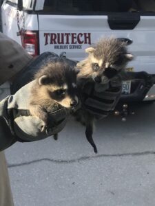 raccoon removal in orlando