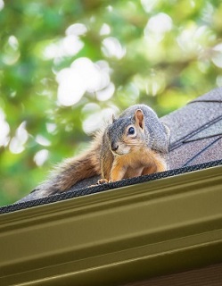 squirrel on roof