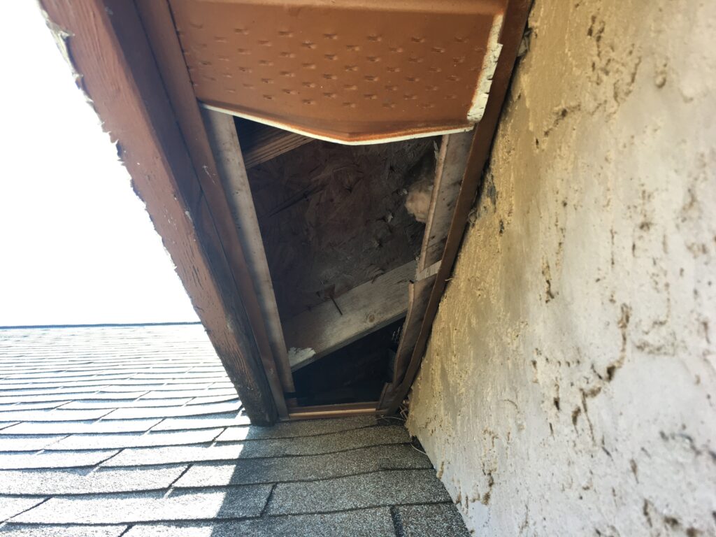 Raccoon damage soffit